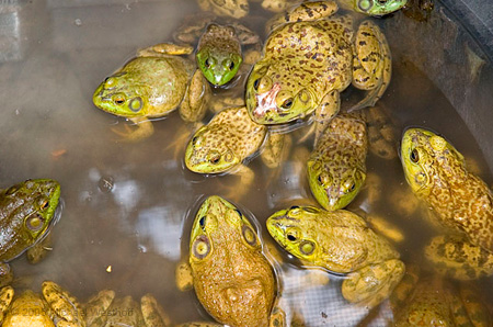 13 Rent a Frog