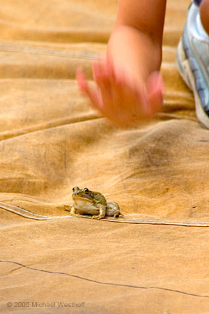 15 Jump Frog