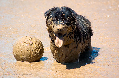 19 Fetch the Ball