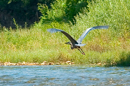 25 Great Blue Heron in Flight