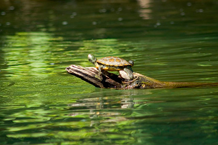 26 Green Turtle