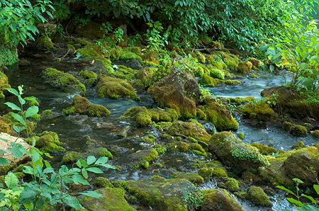 42 Mossy Spring