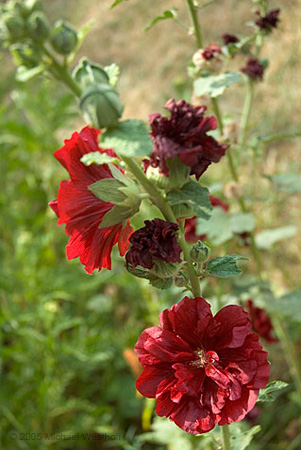 59 Hollyhocks