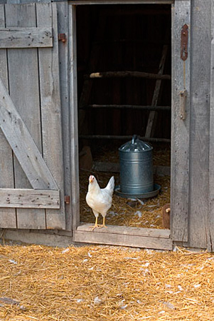 62 Chicken Coop