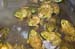 13 Rent a Frog