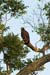 20 Golden Eagle