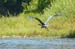 25 Great Blue Heron in Flight