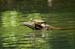 26 Green Turtle