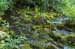 42 Mossy Spring