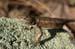 53 Lizard on Lichen