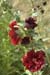 59 Hollyhocks