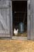 62 Chicken Coop