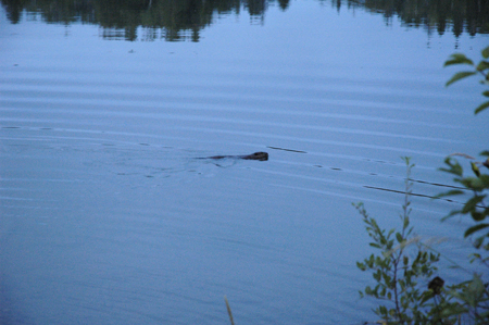 Beaver