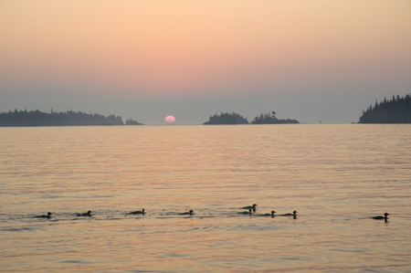 Daisy Farm Sunrise with Mergansers