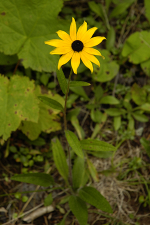 Prarie Coneflower