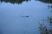 Beaver
