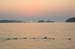 Daisy Farm Sunrise with Mergansers