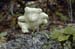 Dancing Teddy Bear Fungus
