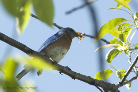Bluebird with Worms in a Tree