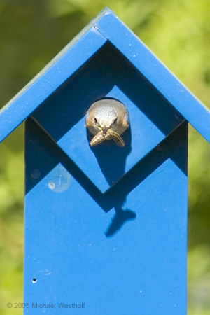 Female Bluebird with Catapiller