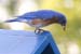 Bludbird with Worm in Beak