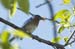 Bluebird with Worms in a Tree