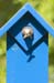Female Bluebird with Catapiller