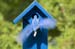 Male Bluebird with Fecal Sac