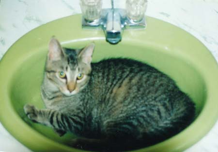 03_dcinthesink