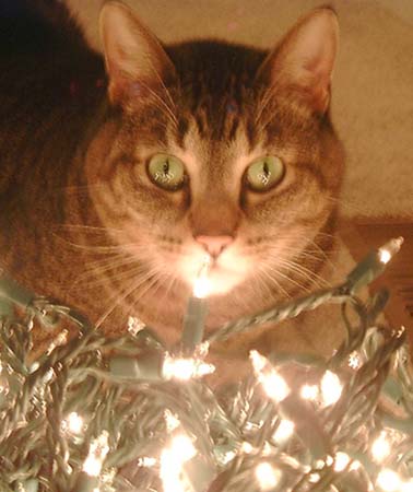 06_christmaslights