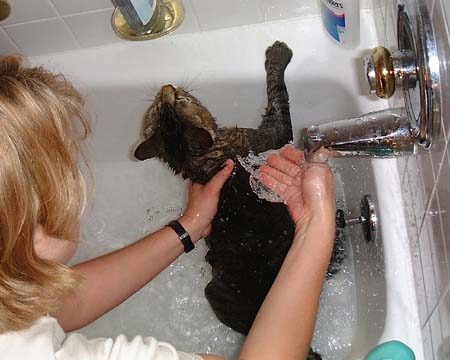 08_catbath