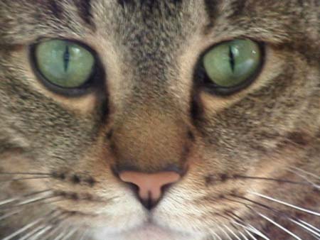 10_devilcatface