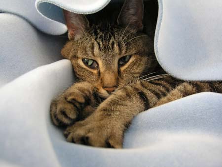 11_dcunderablueblanket