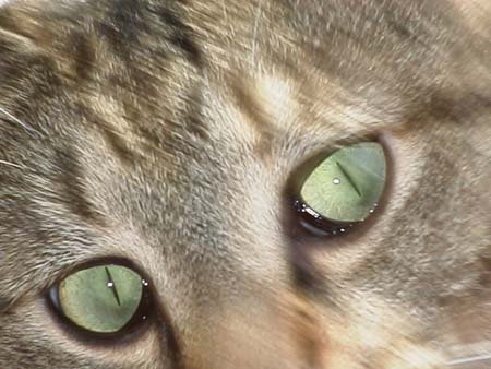 13_eyes