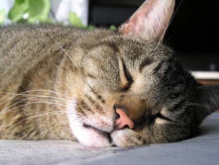 17_sleepycat