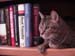 04_smartkitty