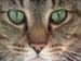 10_devilcatface