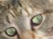 13_eyes