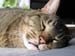 17_sleepycat