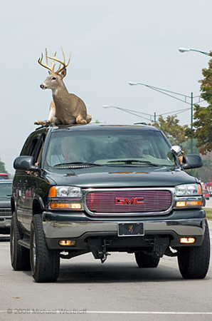 Deertop