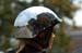 Lady with a Chrome Dome