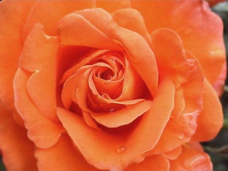 01orange_rose