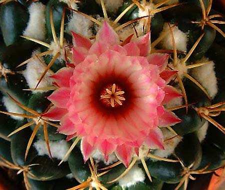 Cactus Bloom