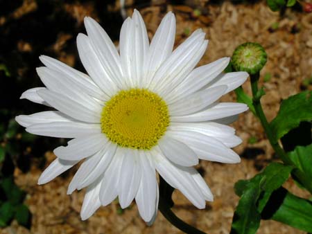 Daisy