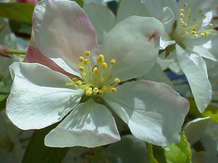 Dogwood