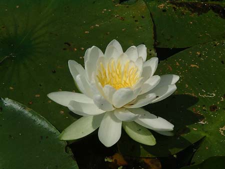 Lillypad