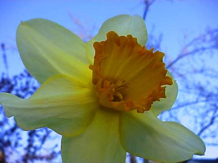 daffodill