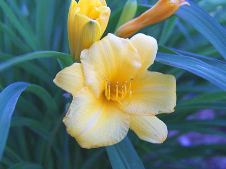 day_lilly