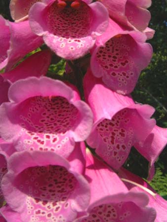 foxglove