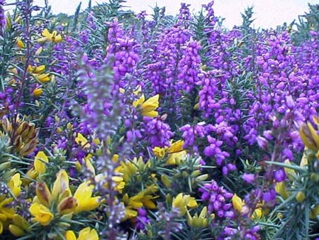 heather